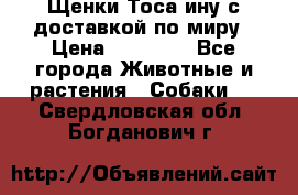 Щенки Тоса-ину с доставкой по миру › Цена ­ 68 000 - Все города Животные и растения » Собаки   . Свердловская обл.,Богданович г.